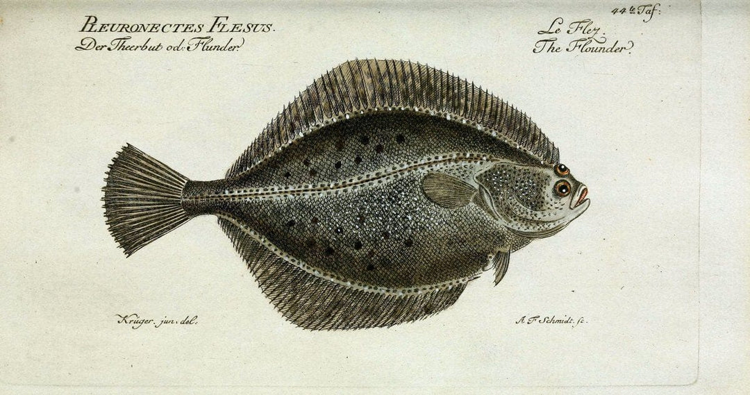 D. Marcus Elieser Bloch's, ausÃ¼benden Arztes zu Berlin. Atlas.Berlin :Auf Kosten des Ve | "Early works to 1800" Fishes Germany Ichthyology "Pictorial works"  | Vintage Print Reproduction 466085