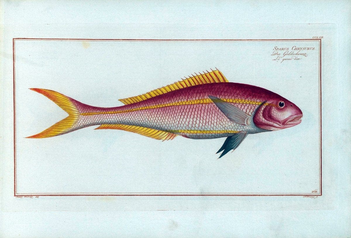 D. Marcus Elieser Bloch's, ausÃ¼benden Arztes zu Berlin .  Oeconomische Naturgeschichte der Fische Deutschlands . .Berlin :Auf Kosten des Verfassers | Vintage Print Reproduction 466087