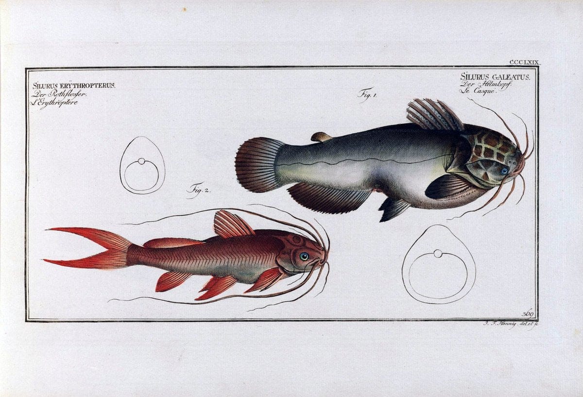 D. Marcus Elieser Bloch's, ausÃ¼benden Arztes zu Berlin .  Oeconomische Naturgeschichte der Fische Deutschlands . .Berlin :Auf Kosten des Verfassers | Vintage Print Reproduction 466088