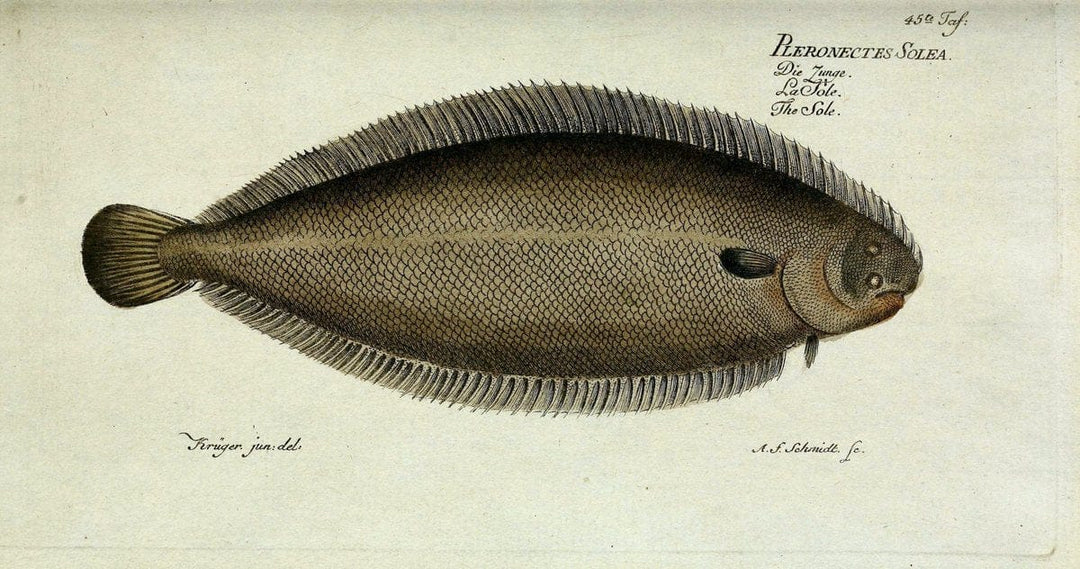 D. Marcus Elieser Bloch's, ausÃ¼benden Arztes zu Berlin. Atlas.Berlin :Auf Kosten des Ve | "Early works to 1800" Fishes Germany Ichthyology "Pictorial works"  | Vintage Print Reproduction 466089
