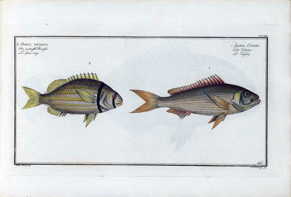D. Marcus Elieser Bloch's, ausÃ¼benden Arztes zu Berlin .  Oeconomische Naturgeschichte der Fische Deutschlands . .Berlin :Auf Kosten des Verfassers | Vintage Print Reproduction 466091