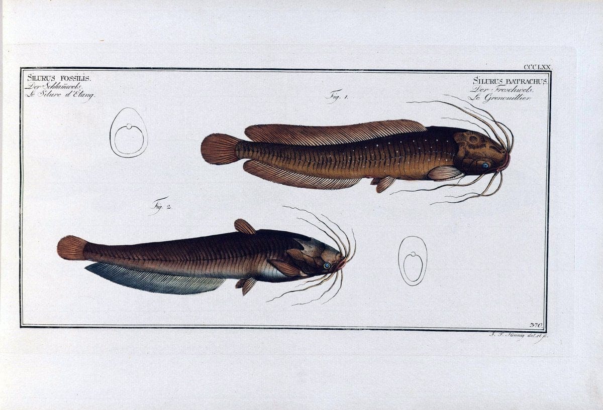D. Marcus Elieser Bloch's, ausÃ¼benden Arztes zu Berlin .  Oeconomische Naturgeschichte der Fische Deutschlands . .Berlin :Auf Kosten des Verfassers | Vintage Print Reproduction 466092