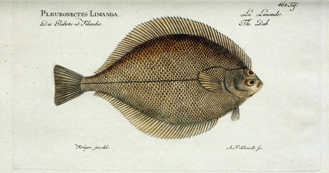 D. Marcus Elieser Bloch's, ausÃ¼benden Arztes zu Berlin. Atlas.Berlin :Auf Kosten des Ve | "Early works to 1800" Fishes Germany Ichthyology "Pictorial works"  | Vintage Print Reproduction 466093