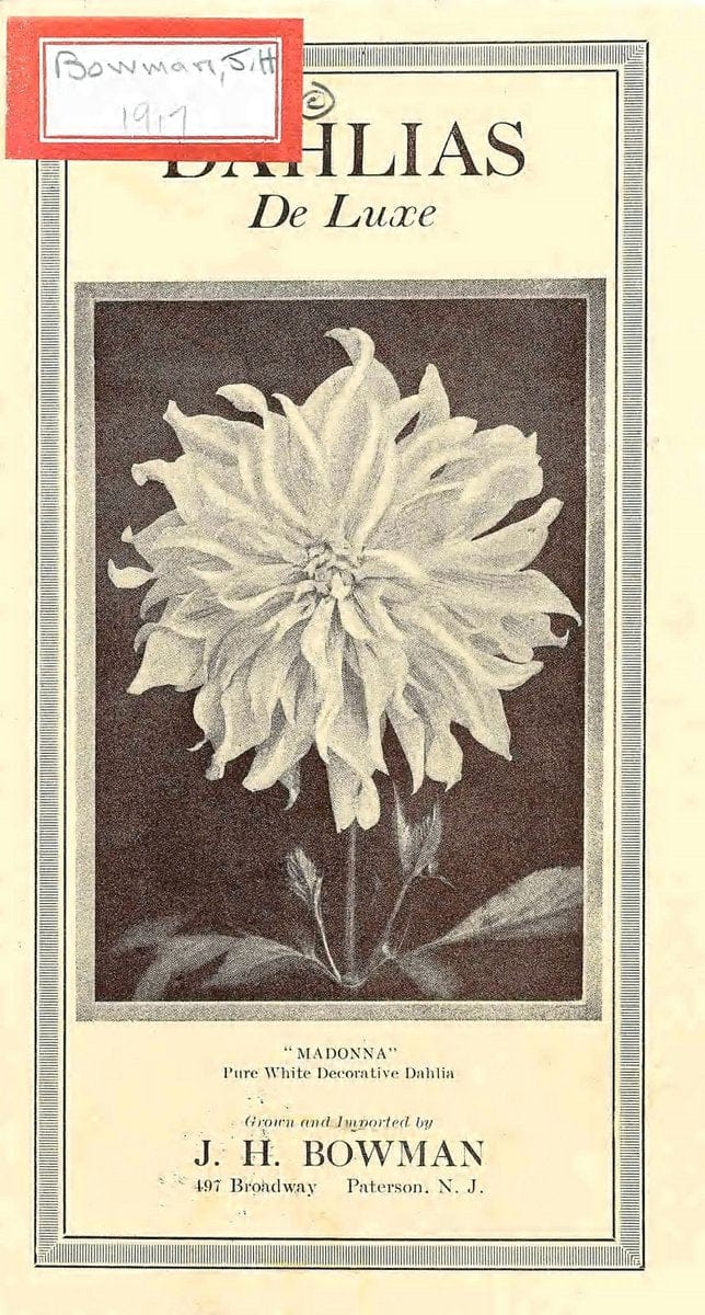 Dahlias de luxe /.Paterson, N.J. :J.H. Bowman.. |  | Vintage Print Reproduction 466106