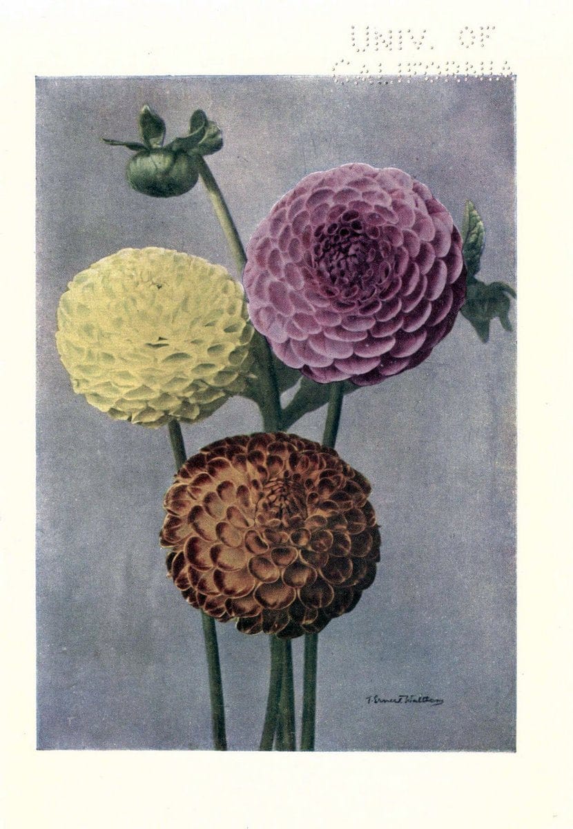 DahliasNew York,Frederick A. Stokes[1912] | Dahlias "University of California Libraries" | Vintage Print Reproduction 466107