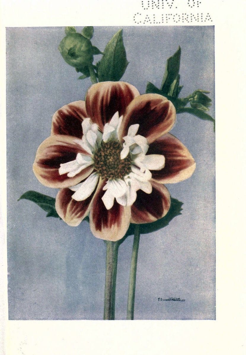 DahliasNew York,Frederick A. Stokes[1912] | Dahlias "University of California Libraries" | Vintage Print Reproduction 466109