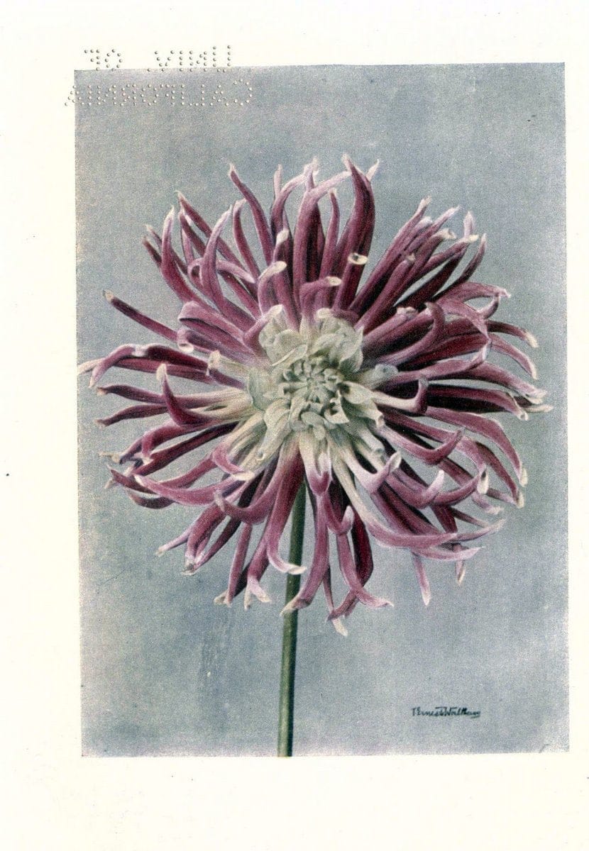 DahliasNew York,Frederick A. Stokes[1912] | Dahlias "University of California Libraries" | Vintage Print Reproduction 466114
