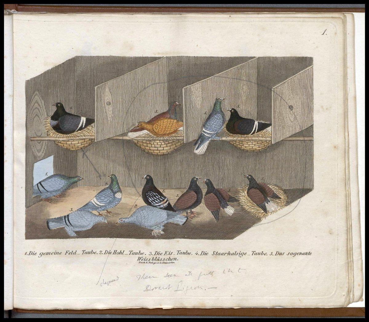 Das Ganze der TaubenzuchtWeimar :B.F. Voigt,1837 |  | Vintage Print Reproduction 466115