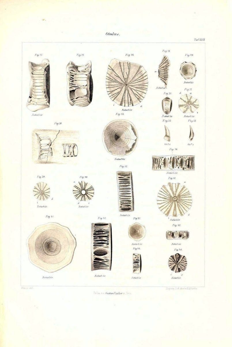 Das nÃ¤turliche System der Elasmobranchier auf Grundlage des Baues und der Entwicklung ihrer WirbelsÃ¤ule :.Jena :G. Fischer,1879-1885.. |  | Vintage Print Reproduction 466138