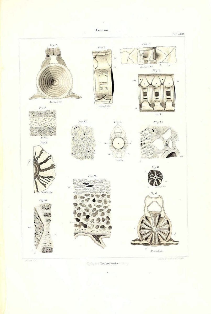 Das nÃ¤turliche System der Elasmobranchier auf Grundlage des Baues und der Entwicklung ihrer WirbelsÃ¤ule :.Jena :G. Fischer,1879-1885.. |  | Vintage Print Reproduction 466139
