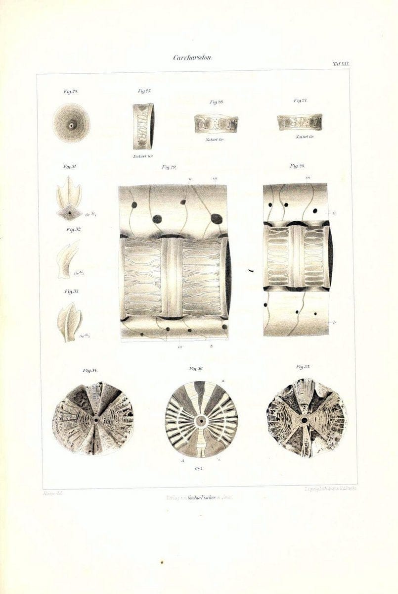 Das nÃ¤turliche System der Elasmobranchier auf Grundlage des Baues und der Entwicklung ihrer WirbelsÃ¤ule :.Jena :G. Fischer,1879-1885.. |  | Vintage Print Reproduction 466141