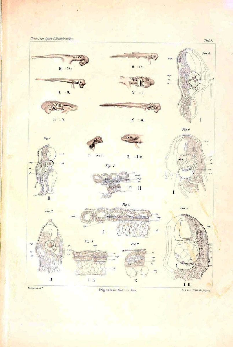 Das nÃ¤turliche System der Elasmobranchier auf Grundlage des Baues und der Entwicklung ihrer WirbelsÃ¤ule :.Jena :G. Fischer,1879-1885.. |  | Vintage Print Reproduction 466142