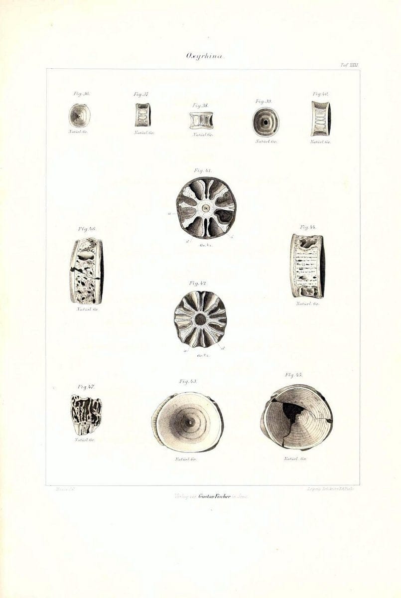 Das nÃ¤turliche System der Elasmobranchier auf Grundlage des Baues und der Entwicklung ihrer WirbelsÃ¤ule :.Jena :G. Fischer,1879-1885.. |  | Vintage Print Reproduction 466143