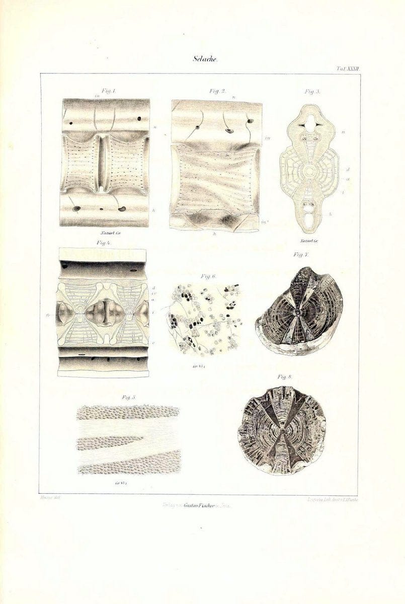 Das nÃ¤turliche System der Elasmobranchier auf Grundlage des Baues und der Entwicklung ihrer WirbelsÃ¤ule :.Jena :G. Fischer,1879-1885.. |  | Vintage Print Reproduction 466144