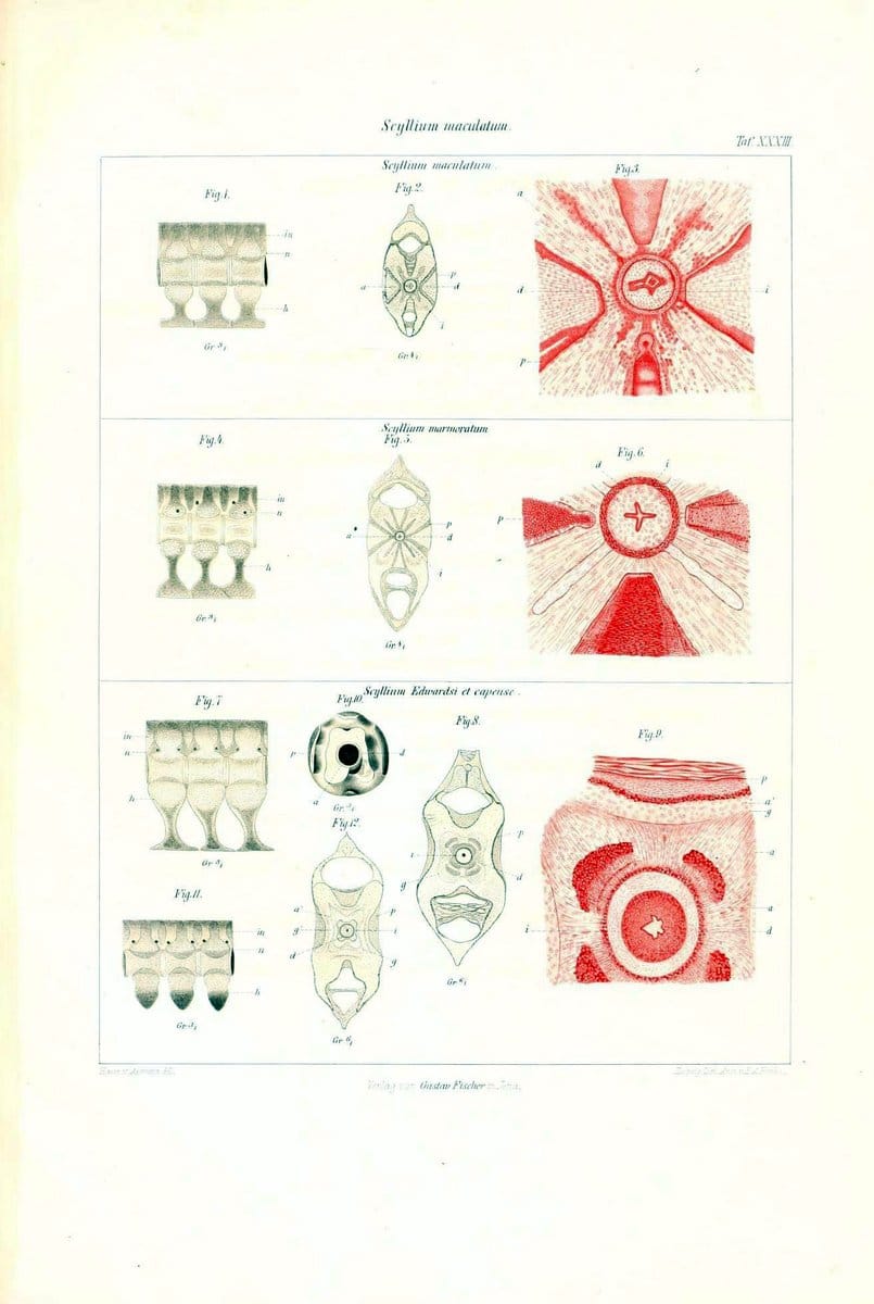 Das nÃ¤turliche System der Elasmobranchier auf Grundlage des Baues und der Entwicklung ihrer WirbelsÃ¤ule :.Jena :G. Fischer,1879-1885.. |  | Vintage Print Reproduction 466145