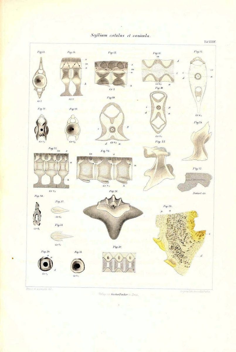 Das nÃ¤turliche System der Elasmobranchier auf Grundlage des Baues und der Entwicklung ihrer WirbelsÃ¤ule :.Jena :G. Fischer,1879-1885.. |  | Vintage Print Reproduction 466146
