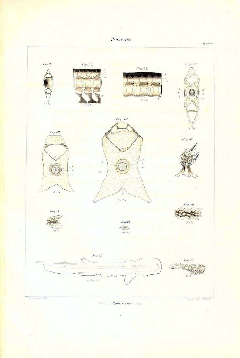 Das nÃ¤turliche System der Elasmobranchier auf Grundlage des Baues und der Entwicklung ihrer WirbelsÃ¤ule :.Jena :G. Fischer,1879-1885.. |  | Vintage Print Reproduction 466147