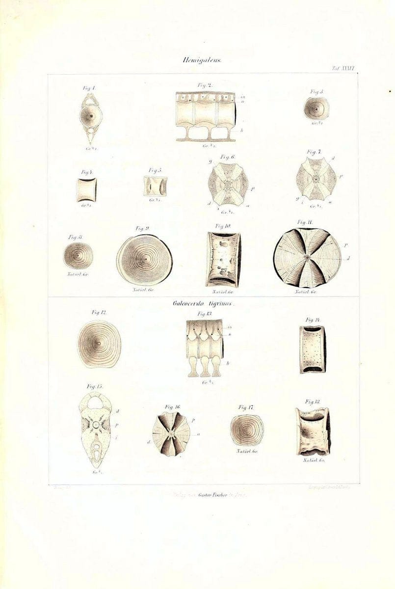 Das nÃ¤turliche System der Elasmobranchier auf Grundlage des Baues und der Entwicklung ihrer WirbelsÃ¤ule :.Jena :G. Fischer,1879-1885.. |  | Vintage Print Reproduction 466148