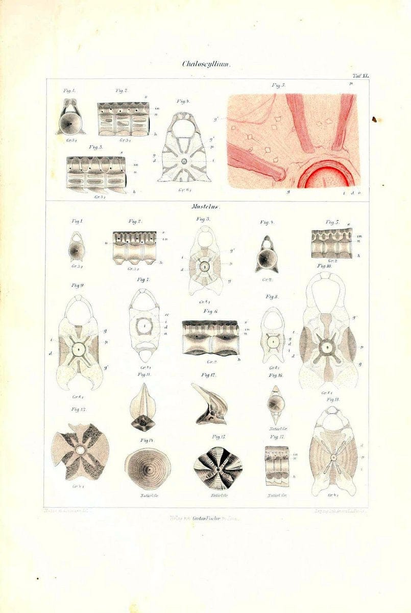 Das nÃ¤turliche System der Elasmobranchier auf Grundlage des Baues und der Entwicklung ihrer WirbelsÃ¤ule :.Jena :G. Fischer,1879-1885.. |  | Vintage Print Reproduction 466152