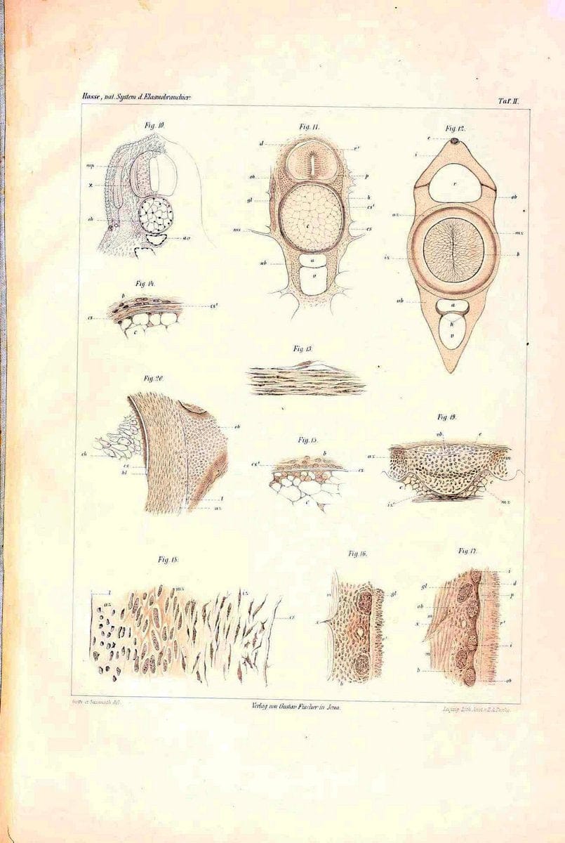 Dragable Image