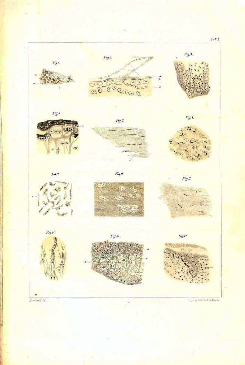 Das nÃ¤turliche System der Elasmobranchier auf Grundlage des Baues und der Entwicklung ihrer WirbelsÃ¤ule :.Jena :G. Fischer,1879-1885.. |  | Vintage Print Reproduction 466154