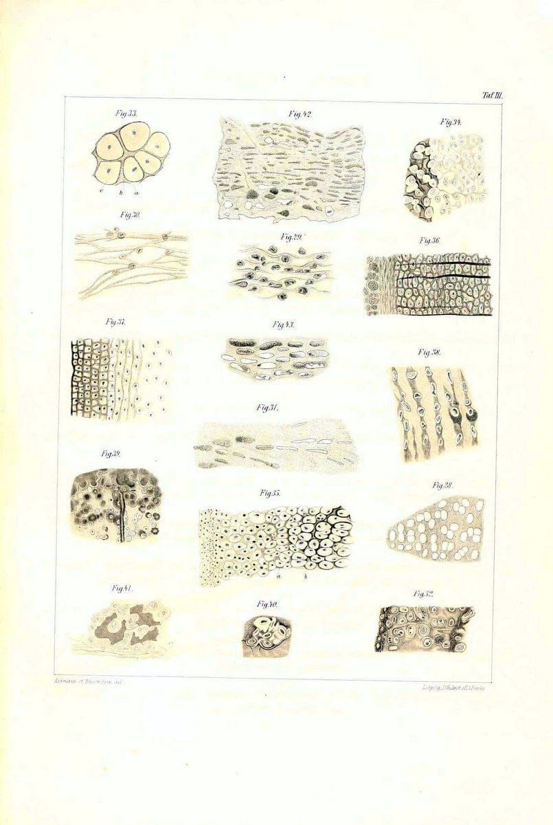Das nÃ¤turliche System der Elasmobranchier auf Grundlage des Baues und der Entwicklung ihrer WirbelsÃ¤ule :.Jena :G. Fischer,1879-1885.. |  | Vintage Print Reproduction 466156