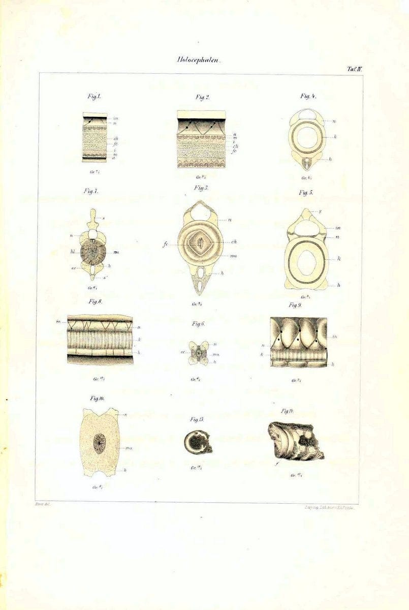Dragable Image