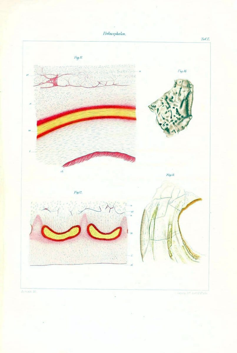 Dragable Image