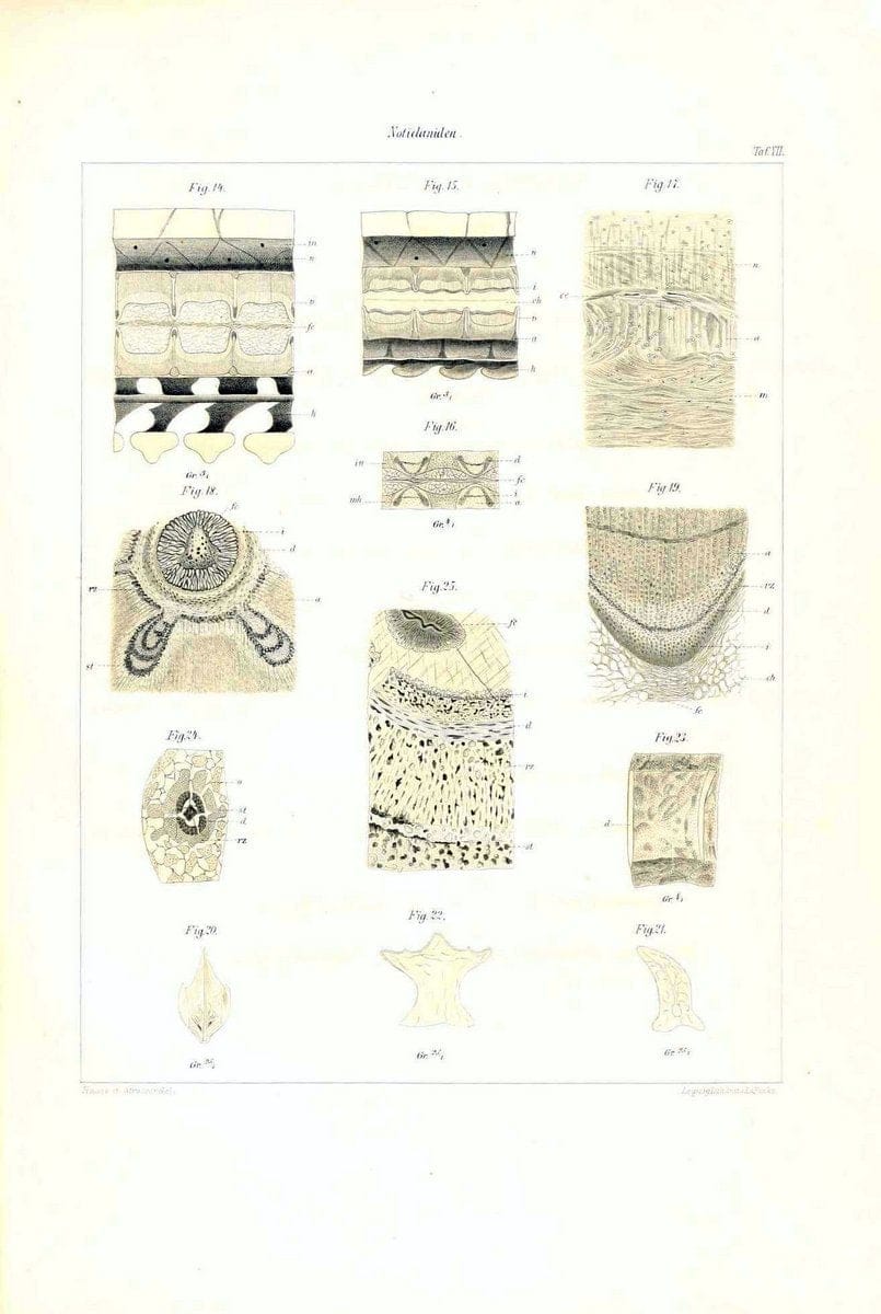 Das nÃ¤turliche System der Elasmobranchier auf Grundlage des Baues und der Entwicklung ihrer WirbelsÃ¤ule :.Jena :G. Fischer,1879-1885.. |  | Vintage Print Reproduction 466160