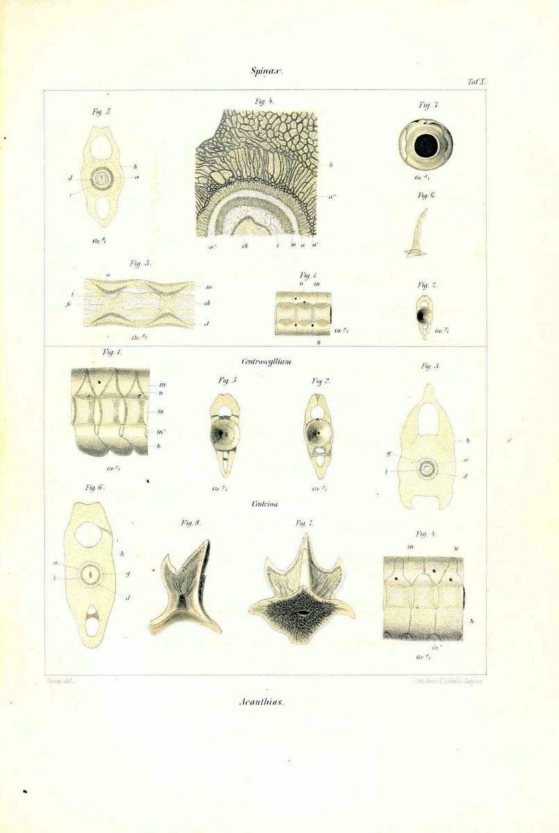 Das nÃ¤turliche System der Elasmobranchier auf Grundlage des Baues und der Entwicklung ihrer WirbelsÃ¤ule :.Jena :G. Fischer,1879-1885.. |  | Vintage Print Reproduction 466163