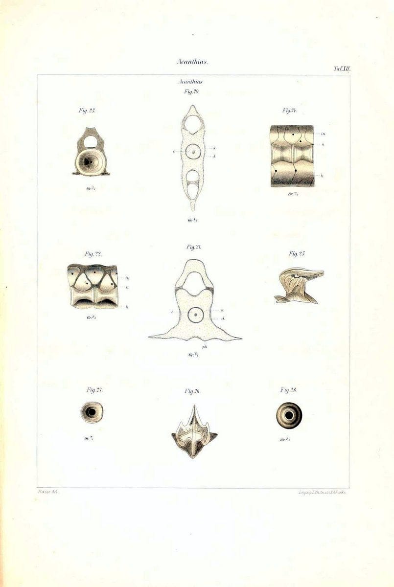 Das nÃ¤turliche System der Elasmobranchier auf Grundlage des Baues und der Entwicklung ihrer WirbelsÃ¤ule :.Jena :G. Fischer,1879-1885.. |  | Vintage Print Reproduction 466165