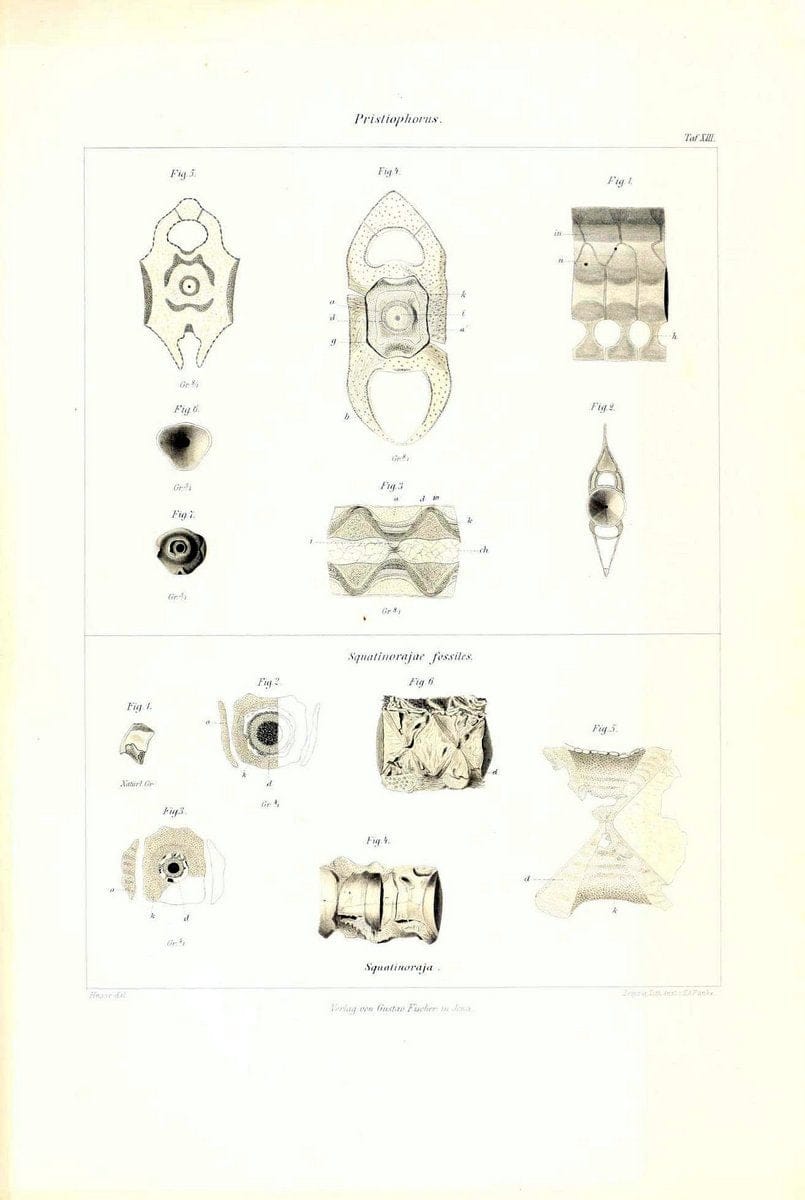 Das nÃ¤turliche System der Elasmobranchier auf Grundlage des Baues und der Entwicklung ihrer WirbelsÃ¤ule :.Jena :G. Fischer,1879-1885.. |  | Vintage Print Reproduction 466166