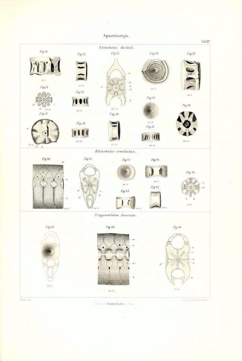 Das nÃ¤turliche System der Elasmobranchier auf Grundlage des Baues und der Entwicklung ihrer WirbelsÃ¤ule :.Jena :G. Fischer,1879-1885.. |  | Vintage Print Reproduction 466168