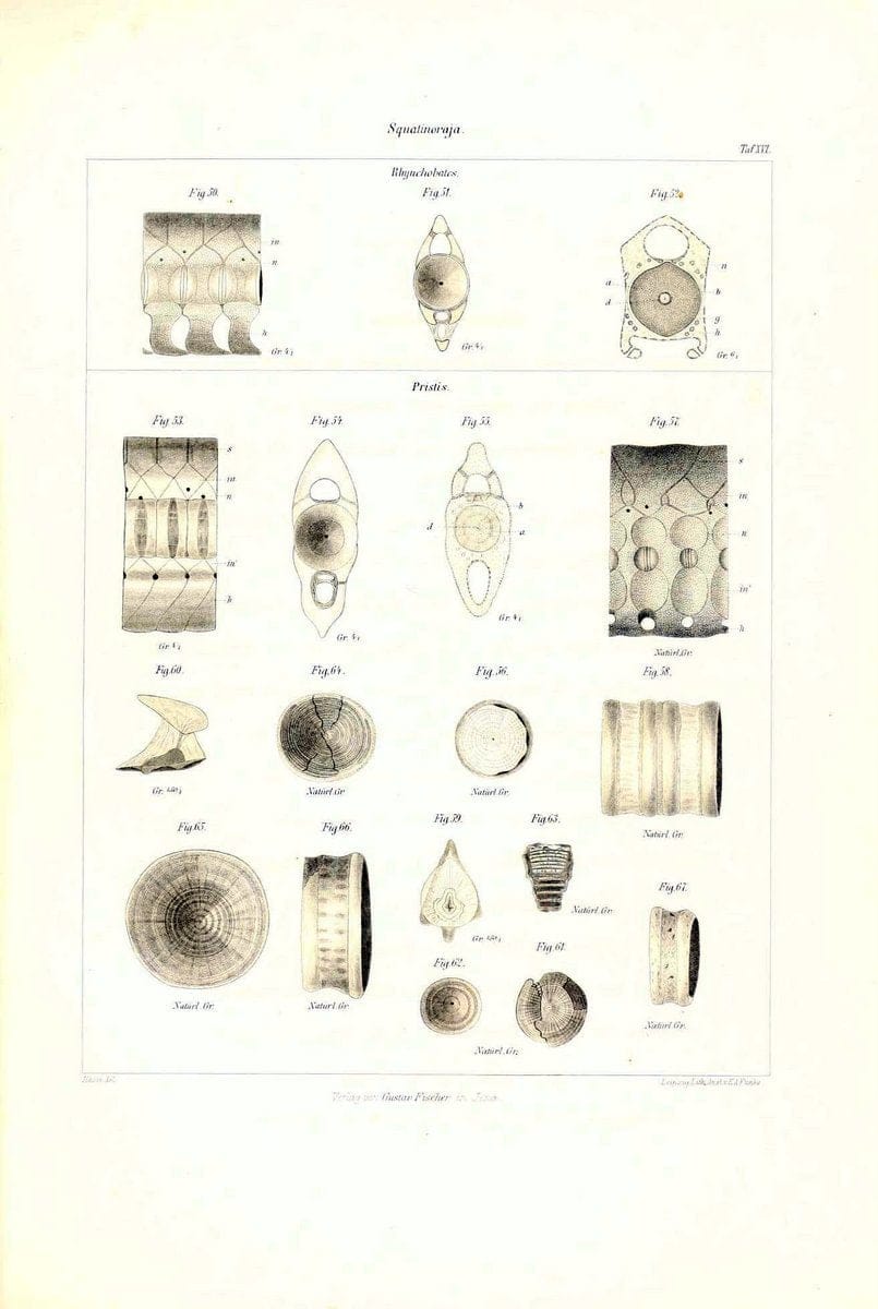 Das nÃ¤turliche System der Elasmobranchier auf Grundlage des Baues und der Entwicklung ihrer WirbelsÃ¤ule :.Jena :G. Fischer,1879-1885.. |  | Vintage Print Reproduction 466169