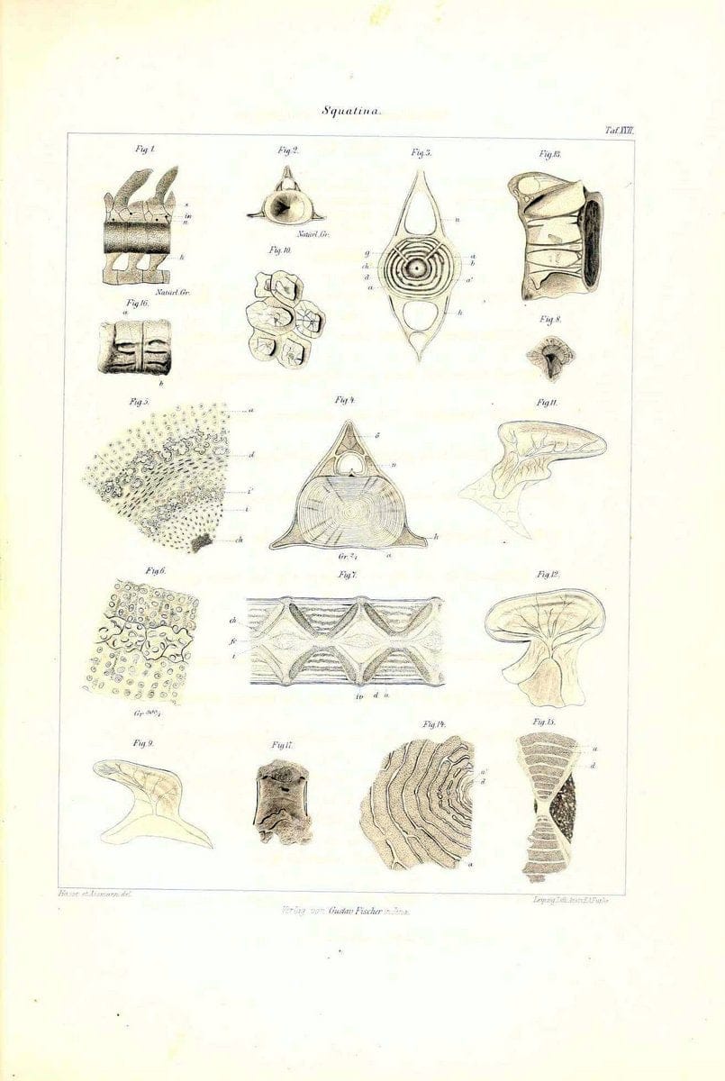 Das nÃ¤turliche System der Elasmobranchier auf Grundlage des Baues und der Entwicklung ihrer WirbelsÃ¤ule :.Jena :G. Fischer,1879-1885.. |  | Vintage Print Reproduction 466170