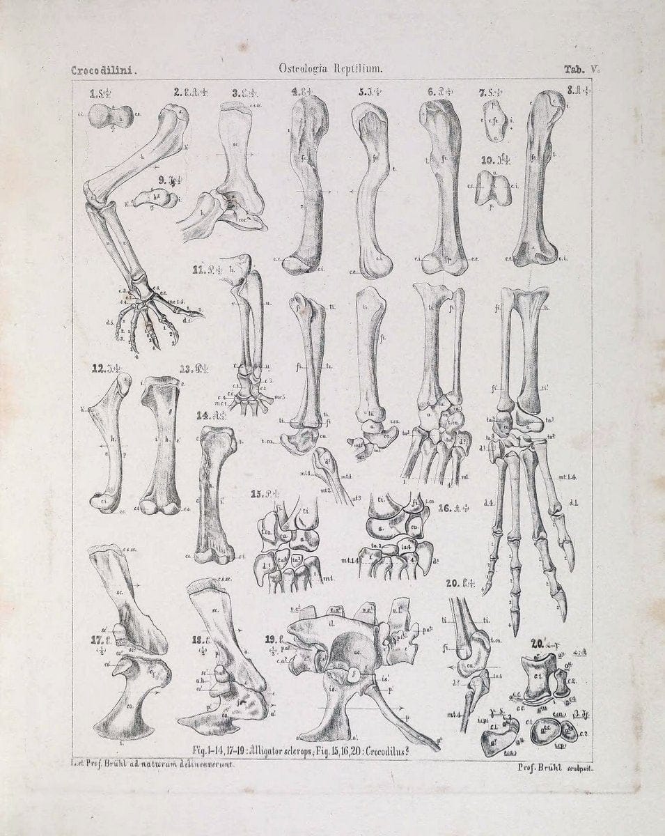 Das Skelet der Krokodilinen :.Wien :W. BraumuÌˆller,1862.. |  | Vintage Print Reproduction 466178