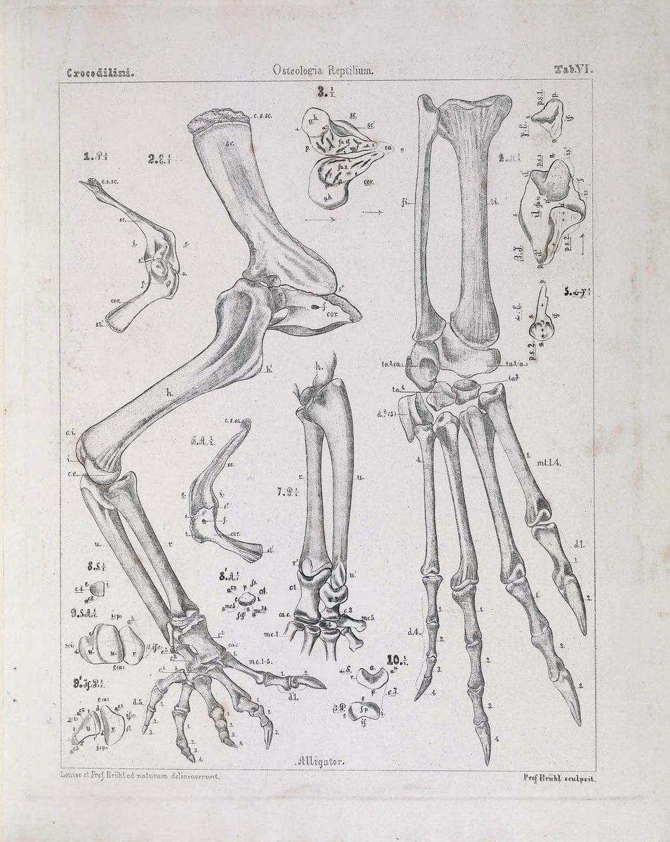Das Skelet der Krokodilinen :.Wien :W. BraumuÌˆller,1862.. |  | Vintage Print Reproduction 466179