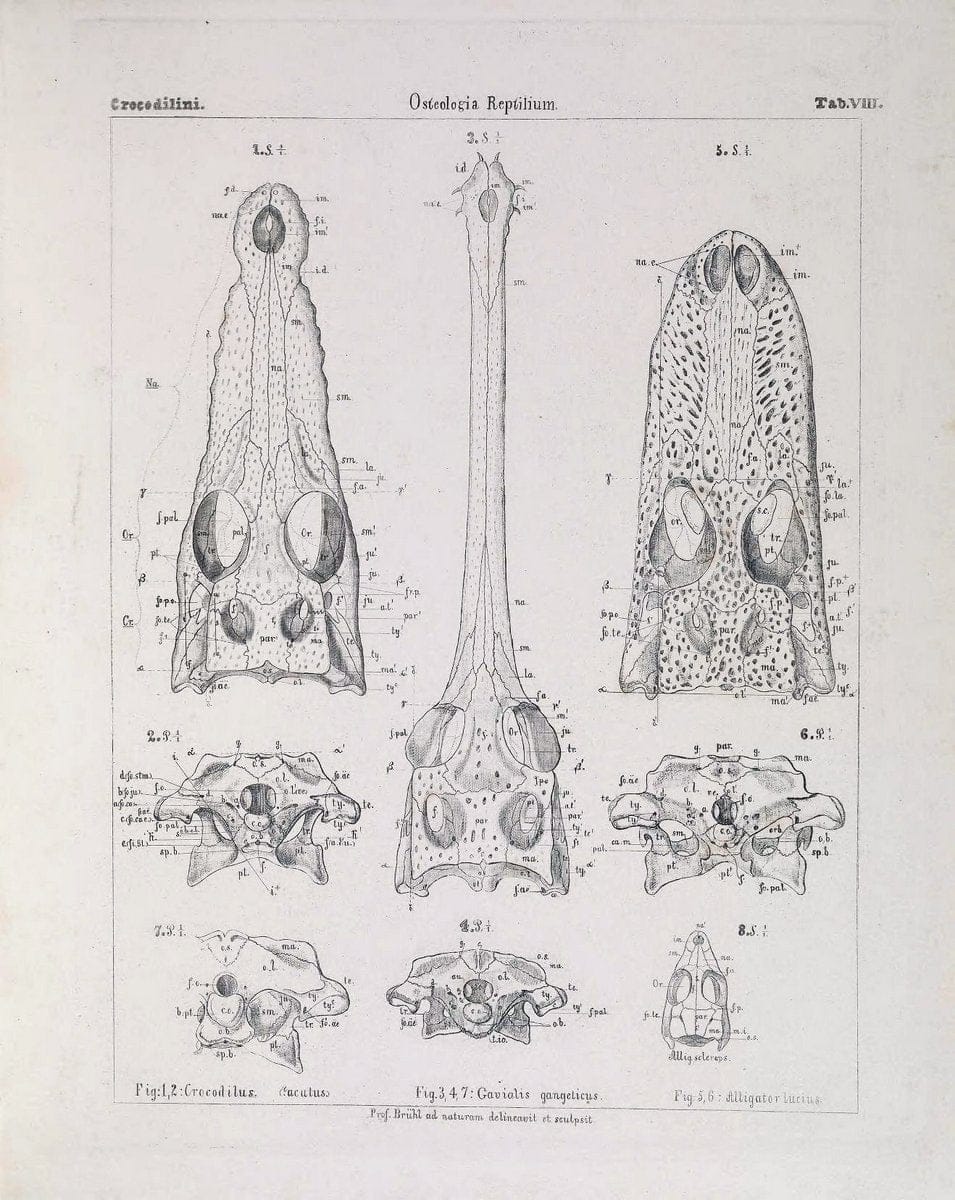 Das Skelet der Krokodilinen :.Wien :W. BraumuÌˆller,1862.. |  | Vintage Print Reproduction 466181