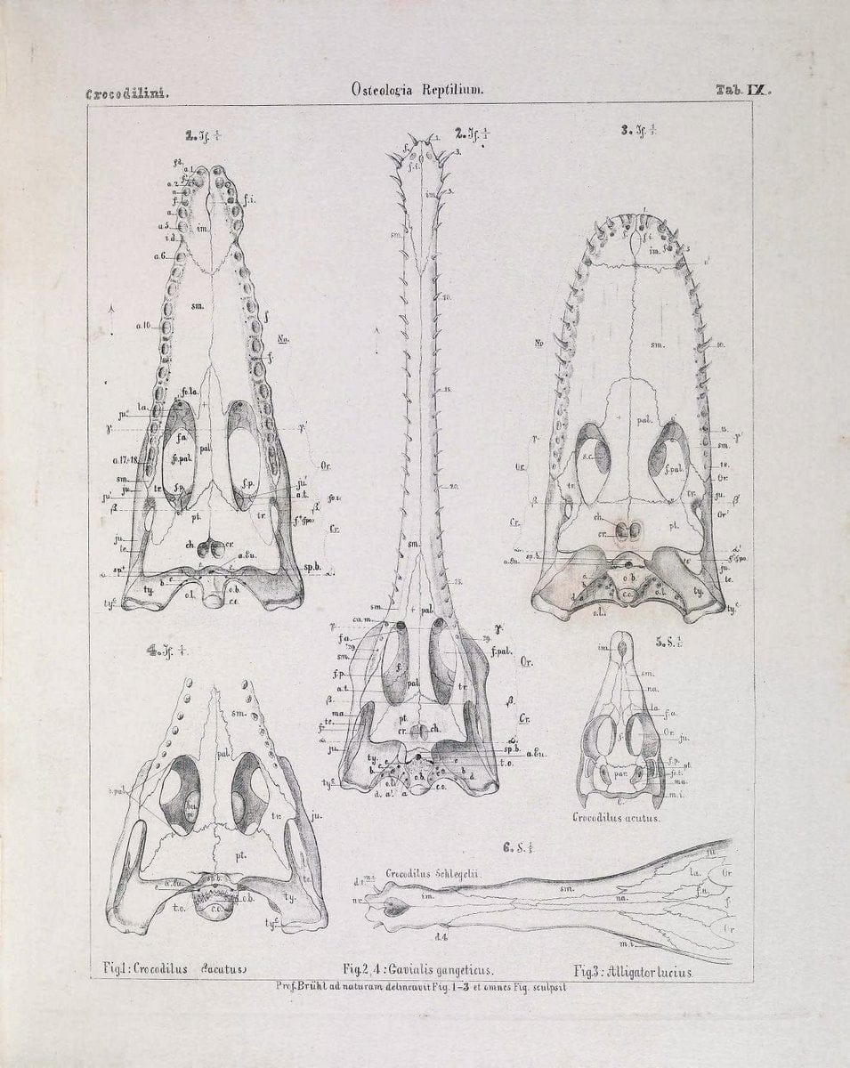 Das Skelet der Krokodilinen :.Wien :W. BraumuÌˆller,1862.. |  | Vintage Print Reproduction 466182