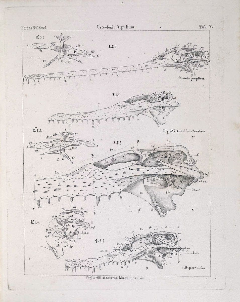 Das Skelet der Krokodilinen :.Wien :W. BraumuÌˆller,1862.. |  | Vintage Print Reproduction 466183