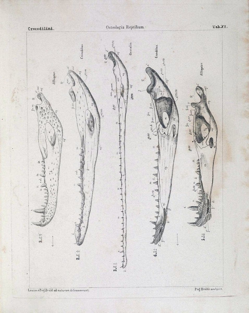 Das Skelet der Krokodilinen :.Wien :W. BraumuÌˆller,1862.. |  | Vintage Print Reproduction 466184