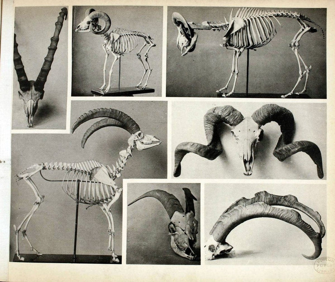 Das thierleben in SchÃ¶nbrunnWien :Gerlach,[1904] | Animals "Pictorial works" Boston Public Library | Vintage Print Reproduction 466192