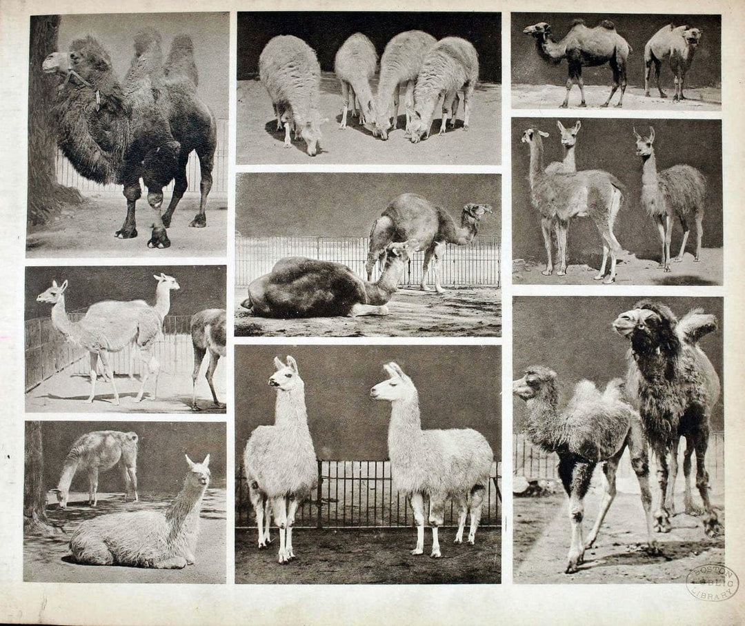 Das thierleben in SchÃ¶nbrunnWien :Gerlach,[1904] | Animals "Pictorial works" Boston Public Library | Vintage Print Reproduction 466193
