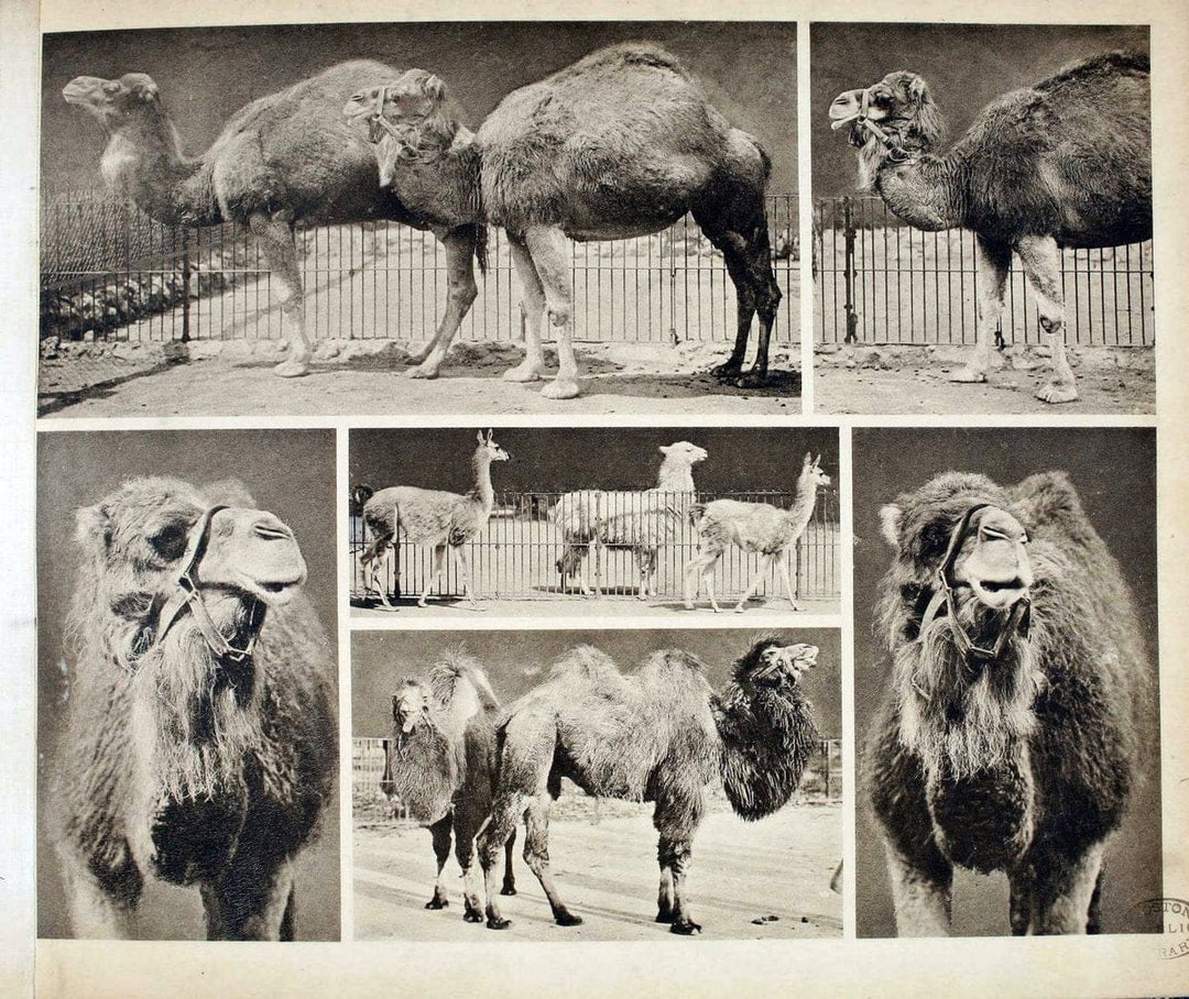 Das thierleben in SchÃ¶nbrunnWien :Gerlach,[1904] | Animals "Pictorial works" Boston Public Library | Vintage Print Reproduction 466194