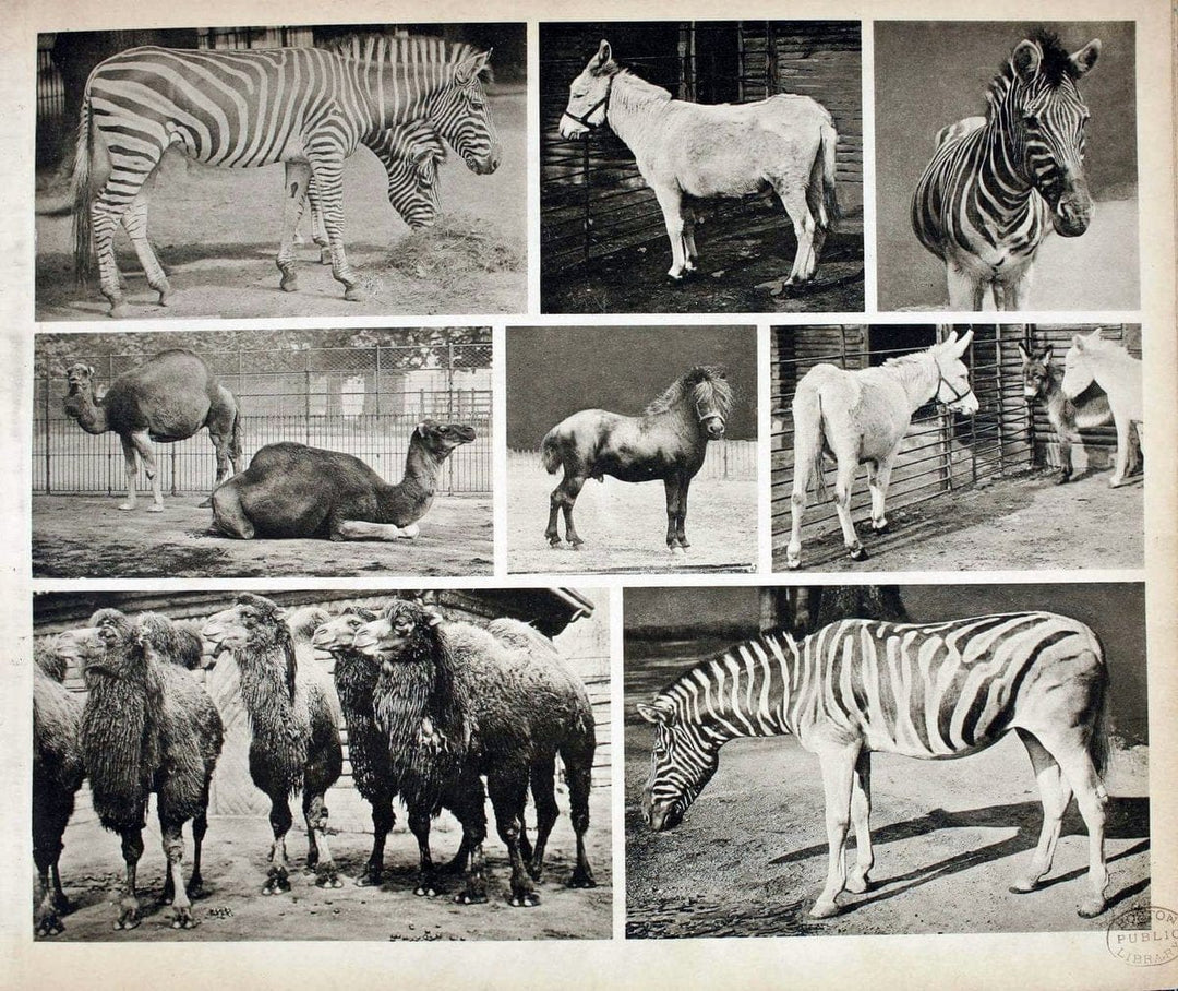 Das thierleben in SchÃ¶nbrunnWien :Gerlach,[1904] | Animals "Pictorial works" Boston Public Library | Vintage Print Reproduction 466195