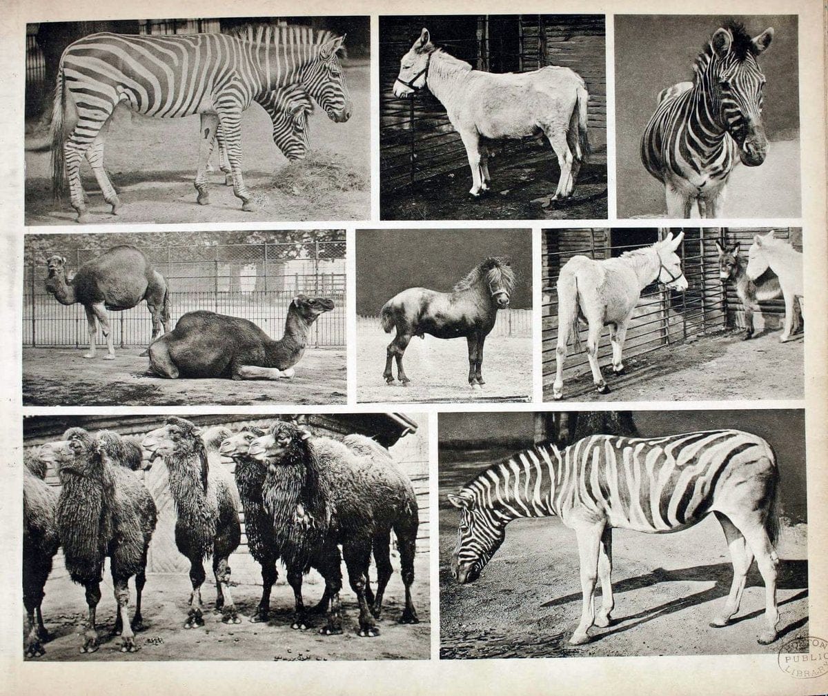 Das thierleben in SchÃ¶nbrunnWien :Gerlach,[1904] | Animals "Pictorial works" Boston Public Library | Vintage Print Reproduction 466195