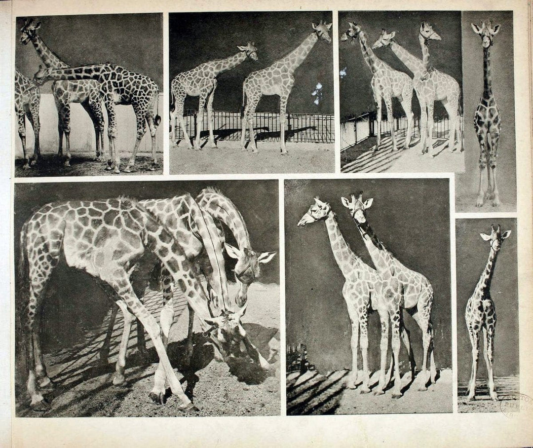 Das thierleben in SchÃ¶nbrunnWien :Gerlach,[1904] | Animals "Pictorial works" Boston Public Library | Vintage Print Reproduction 466196