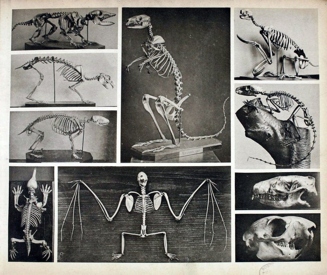 Das thierleben in SchÃ¶nbrunnWien :Gerlach,[1904] | Animals "Pictorial works" Boston Public Library | Vintage Print Reproduction 466197