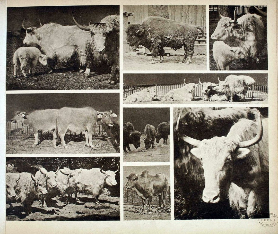 Das thierleben in SchÃ¶nbrunnWien :Gerlach,[1904] | Animals "Pictorial works" Boston Public Library | Vintage Print Reproduction 466198
