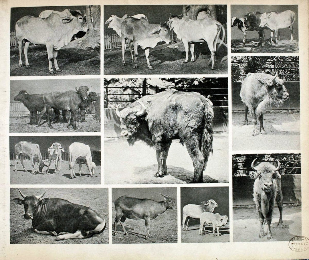 Das thierleben in SchÃ¶nbrunnWien :Gerlach,[1904] | Animals "Pictorial works" Boston Public Library | Vintage Print Reproduction 466199